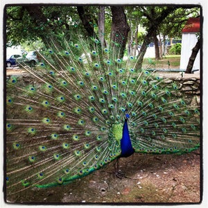 The 15 Best Places for Peacocks in Austin