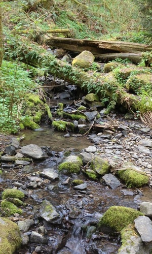 Tryon Creek State Park