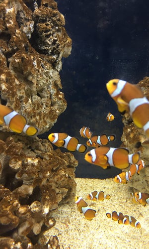 Acuario Michin