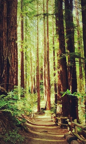 Reinhardt Redwood Regional Park
