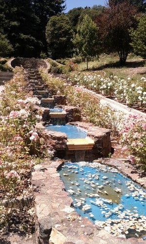 Morcom Rose Garden