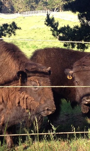 Bison Paddock