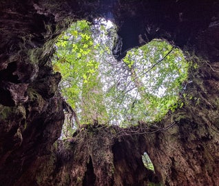森の鼓動に耳を澄ます。世界遺産「屋久島」で自然の偉大さを体感する旅