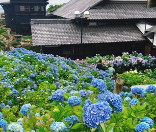 札幌・小樽で紫陽花を眺める避暑の旅