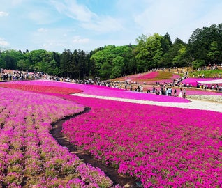 一面の芝桜にいちご狩り。色鮮やかな春の秩父をめぐる旅