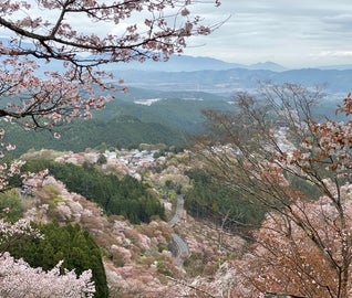 淡いピンク色に染まる、日本一の桜の名所「吉野山」を巡る旅
