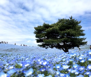 西から東へ！山から海まで茨城を楽しむ旅