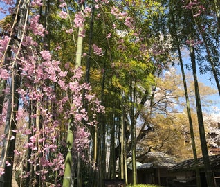 定番スポットはもう飽きた？ちょっと隠れたオススメを巡る、京都リフレッシュ旅行