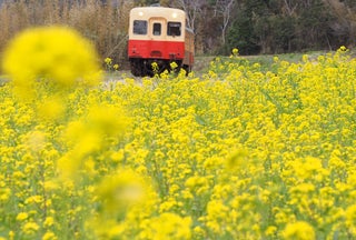 石神の菜の花畑 千葉県 こころから 石神の菜の花畑 千葉県 こころから