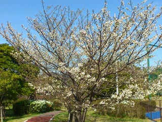 Park 高洲中央公園 Nearby Urayasu In Japan 3 Reviews Address Website Maps Me Park 高洲中央公園 Nearby Urayasu In Japan 3 Reviews Address Website Maps Me