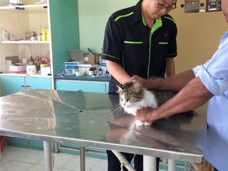 Veterinary Doctor Jabatan Perkhidmatan Veterinar Nearby Sungai Petani In Malaysia 0 Reviews Address Website Maps Me