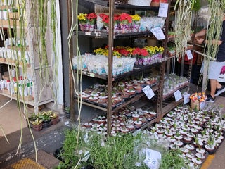 Floricultura: Mercado de Flores do Cadeg perto de Rio de Janeiro, Brazil: 7  avaliações, endereço, sites — MAPS.ME