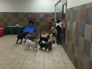 petsmart daycare