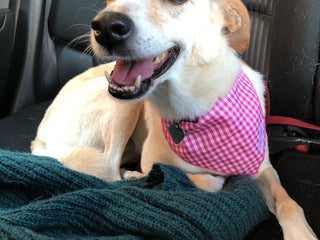 Veterinary doctor nearby Cancún, Mexico: addresses, websites in Health directory, - download offline maps Veterinary doctor nearby Cancún, Mexico: addresses, websites in Health directory, - download offline maps