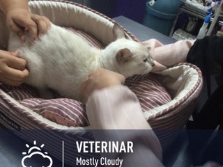 Veterinary doctor: Klinik Haiwan Port Dickson nearby Port Dickson 