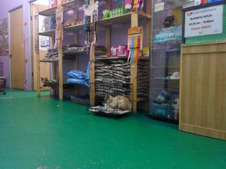 Veterinary doctor: Klinik Haiwan Kampar nearby Kampar in Malaysia