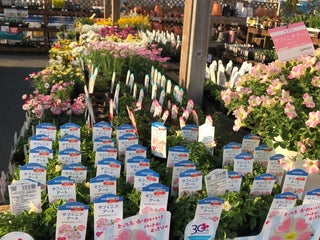 Supermarket Dcm Homac Dcmホーマック 石巻店 Nearby Ishinomaki In Japan 1 Reviews Address Website Maps Me Supermarket Dcm Homac Dcmホーマック 石巻店 Nearby Ishinomaki In Japan 1 Reviews Address Website Maps Me