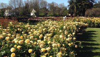 The 15 Best Places for Flowers in San Jose