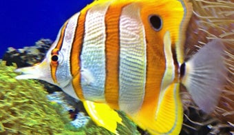 The 15 Best Aquariums in Honolulu