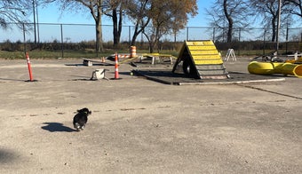The 15 Best Dog Parks in Chicago