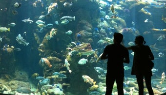 The 13 Best Places for Aquariums in San Francisco