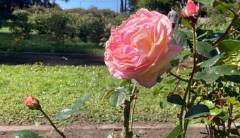 The 15 Best Places for Roses in San Francisco