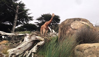 The 13 Best Zoos in San Francisco