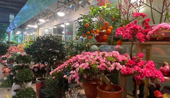 The 11 Best Places for Flowers in Shanghai