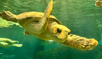 The 15 Best Places for Turtles in San Diego