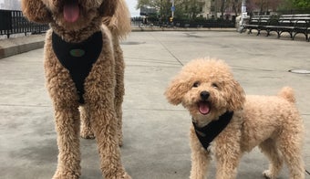 The 15 Best Dog Parks in New York City