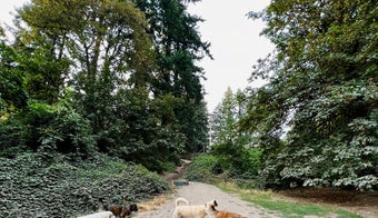 The 15 Best Dog Parks in Portland