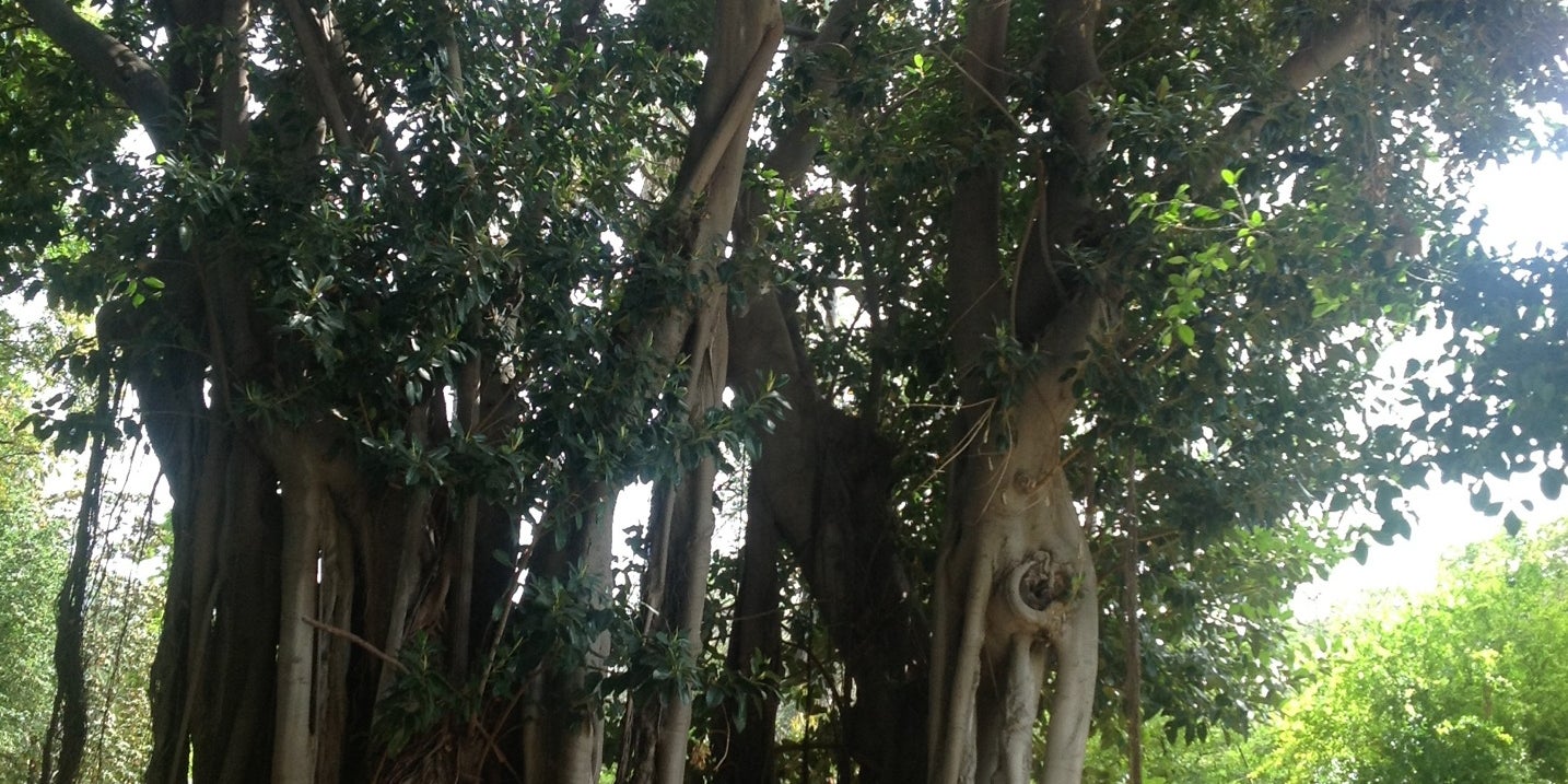 Orto botanico di Palermo