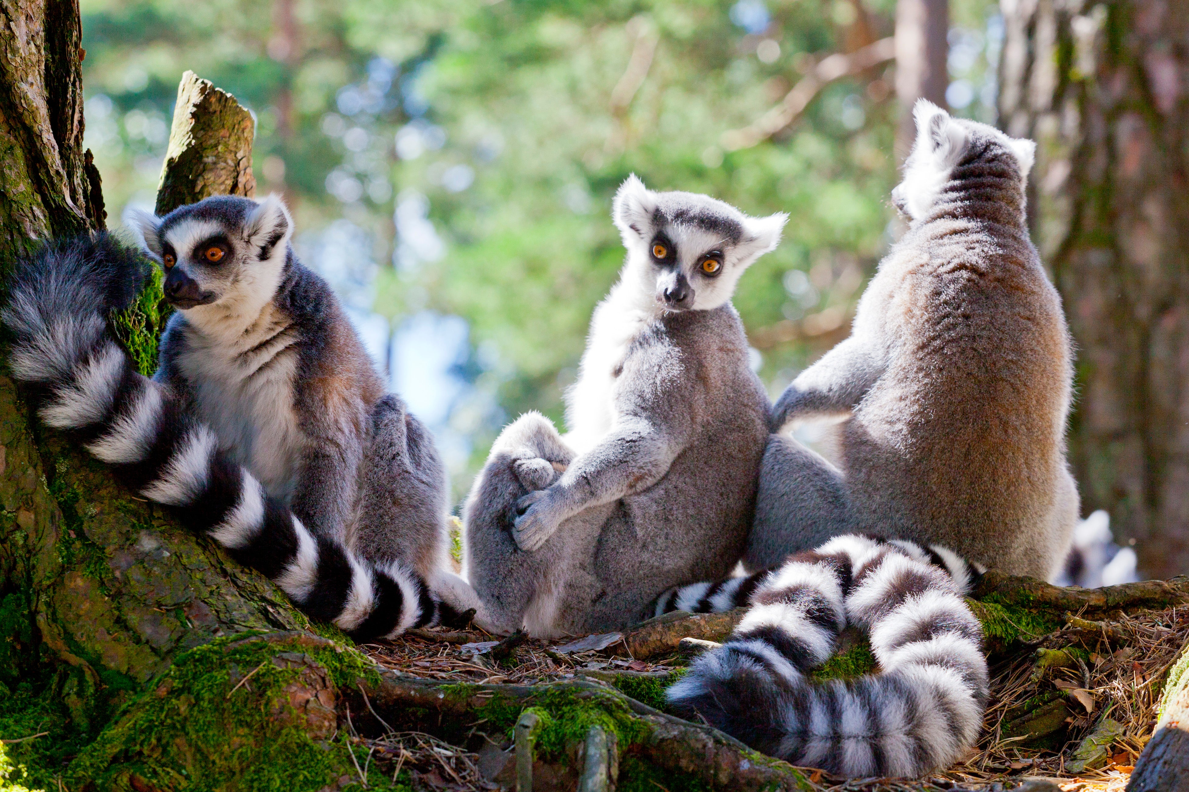 zoo