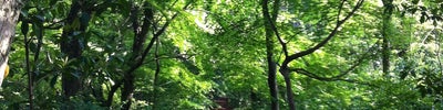 Bija Forest (비자림)
