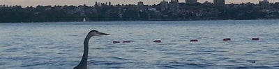 Stanley Park English Bay Seawall