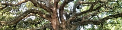 Audubon Park