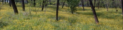 Parku i Madh i Tiranës (Grand Park)