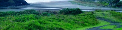 Piha Beach