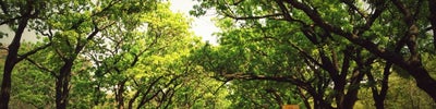 Cubbon Park