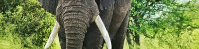 Kruger National Park