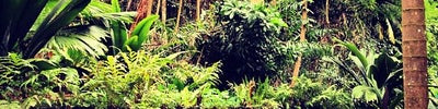 Singapore Botanic Gardens