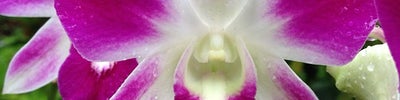 National Orchid Garden