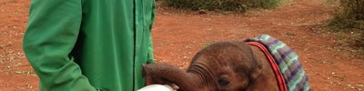The David Sheldrick Wildlife Trust
