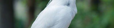 Hong Kong Park Aviary (香港公園觀鳥園)
