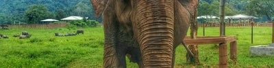 Elephant Nature Park