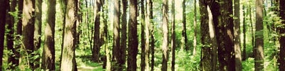 Forest Park - Wildwood Trail
