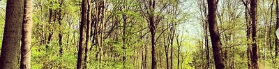 Tiergarten
