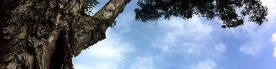 Daan Forest Park (大安森林公園)