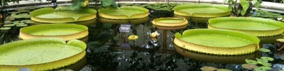 Royal Botanic Gardens (Royal Botanic Gardens, Kew)