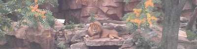 Big Cat Country